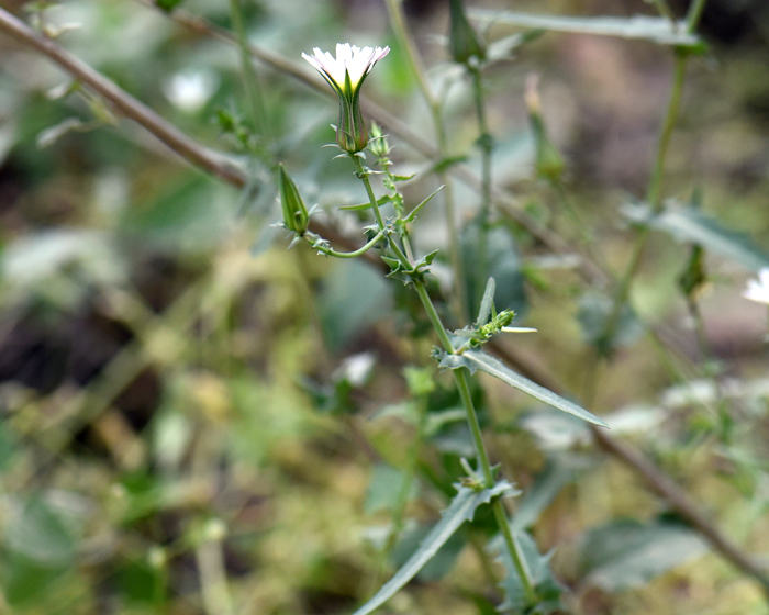 California Chicory has grayish-green or light green leaves; 2 to 6 inches (5-15 cm) long in various shapes; leaves oblanceolate, cleft, cut or pinnatifid; alternate along the stems. Rafinesquia californica